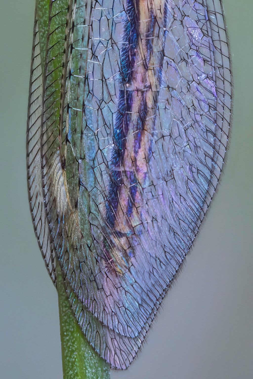Myrmeleontidae - Macronemurus appendiculatus